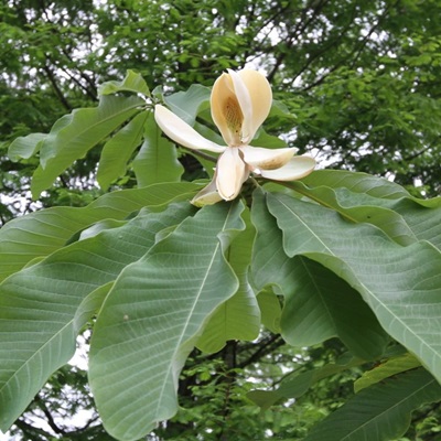 相關(guān)植物-凹葉厚樸