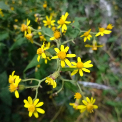 相關(guān)植物-千里光