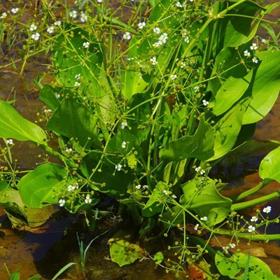 相關植物-澤瀉