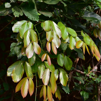 相關(guān)植物-密花豆