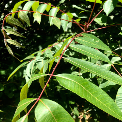 相關(guān)植物-野漆樹