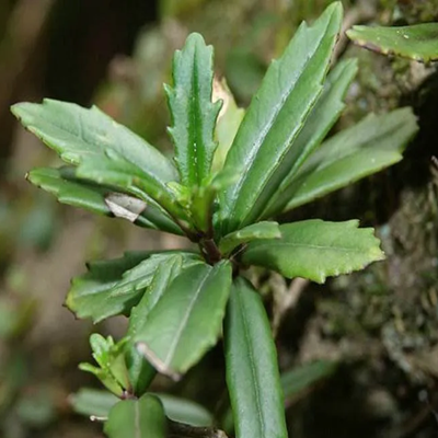 相關(guān)植物-石吊蘭