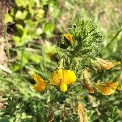 相關(guān)植物-黃芒柄花