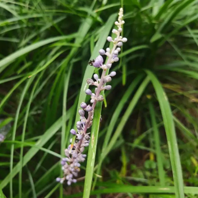 相關(guān)植物-山麥冬