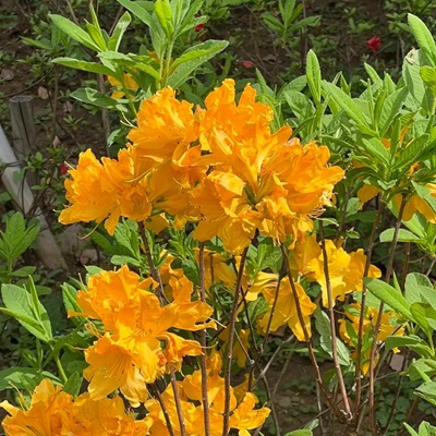 相關植物-鬧羊花