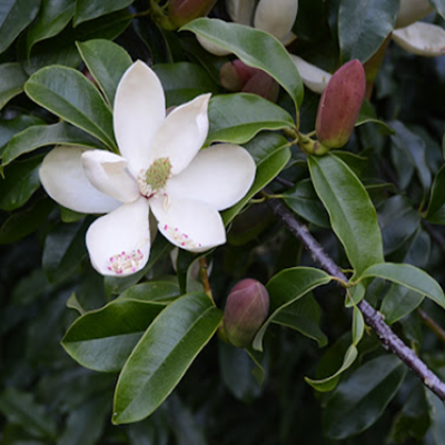 相關(guān)植物-木蓮