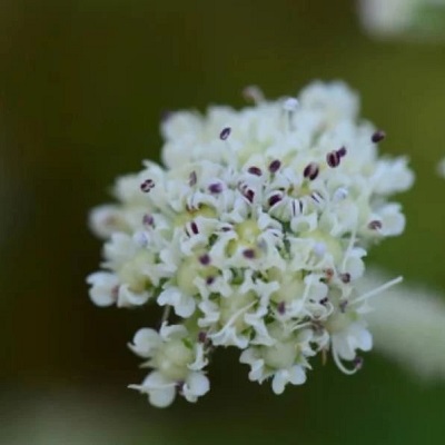 相關植物-珊瑚菜