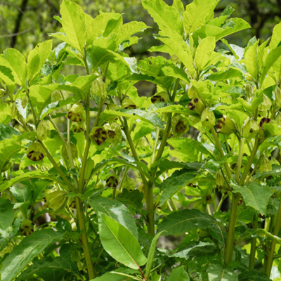 相關(guān)植物-山莨菪