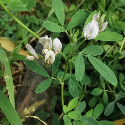 相關(guān)植物-胡盧巴