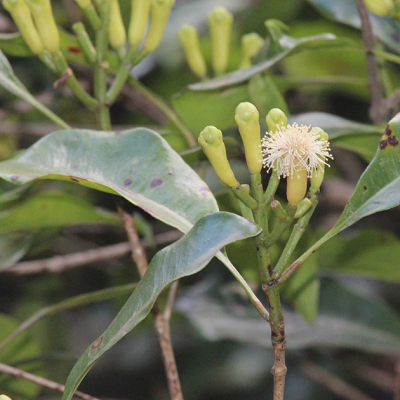 相關(guān)植物-丁香