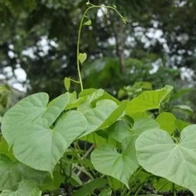 相關(guān)植物-青牛膽