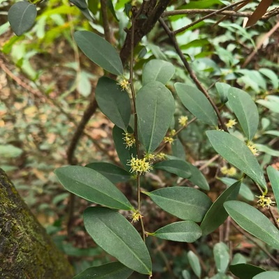 相關(guān)植物-酸藤子