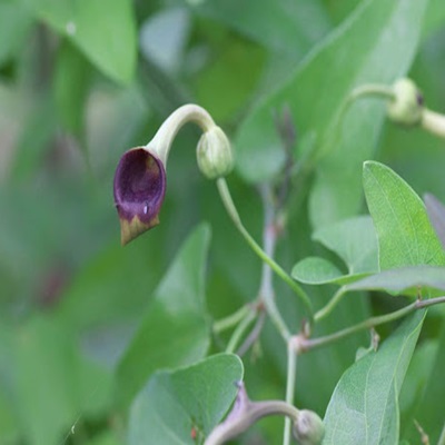 相關植物-馬兜鈴