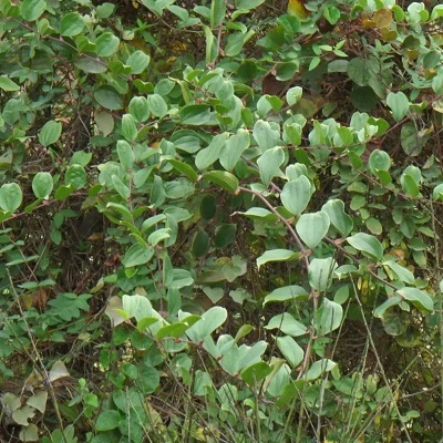 相關(guān)植物-菝葜