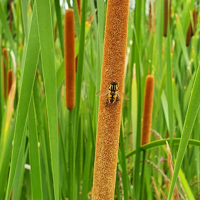 相關(guān)植物-香蒲