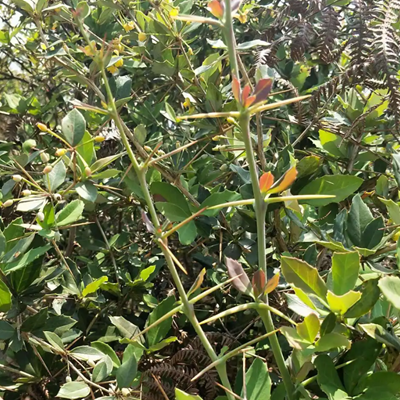 相關(guān)植物-三顆針