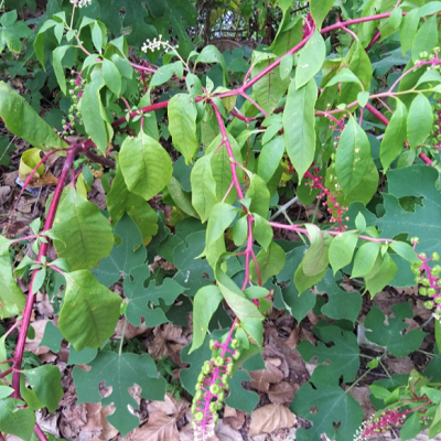 相關(guān)植物-商陸