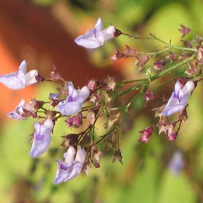 相關(guān)植物-香茶菜