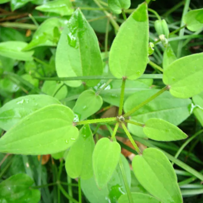 相關(guān)植物-茜草