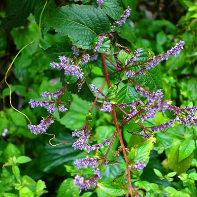 相關(guān)植物-毛萼香茶菜