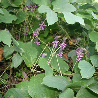 相關(guān)植物-葛藤