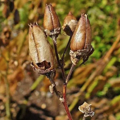 相關(guān)植物-煙草