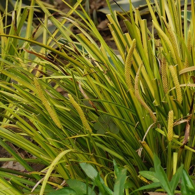 相關(guān)植物-石菖蒲