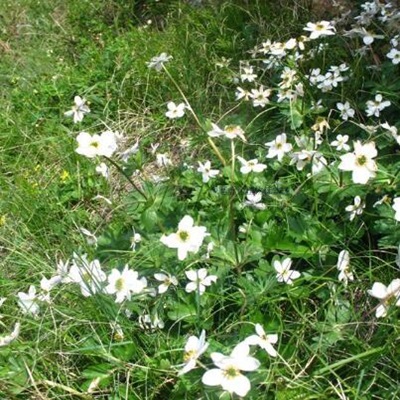 相關(guān)植物-銀蓮花