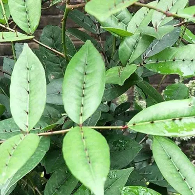 相關(guān)植物-兩面針