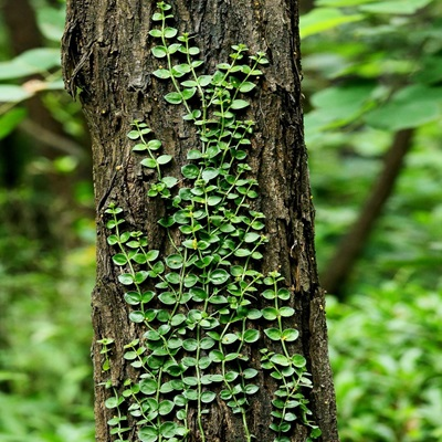 相關(guān)植物-蔓九節(jié)