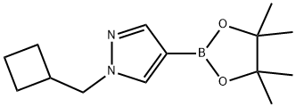 1-(CYCLOBUTYLMETHYL)-4-(4,4,5,5-TETRAMETHYL-1,3,2-DIOXABOROLAN-2-YL)-1H-PYRAZOLE, 1233526-47-0, 結(jié)構(gòu)式