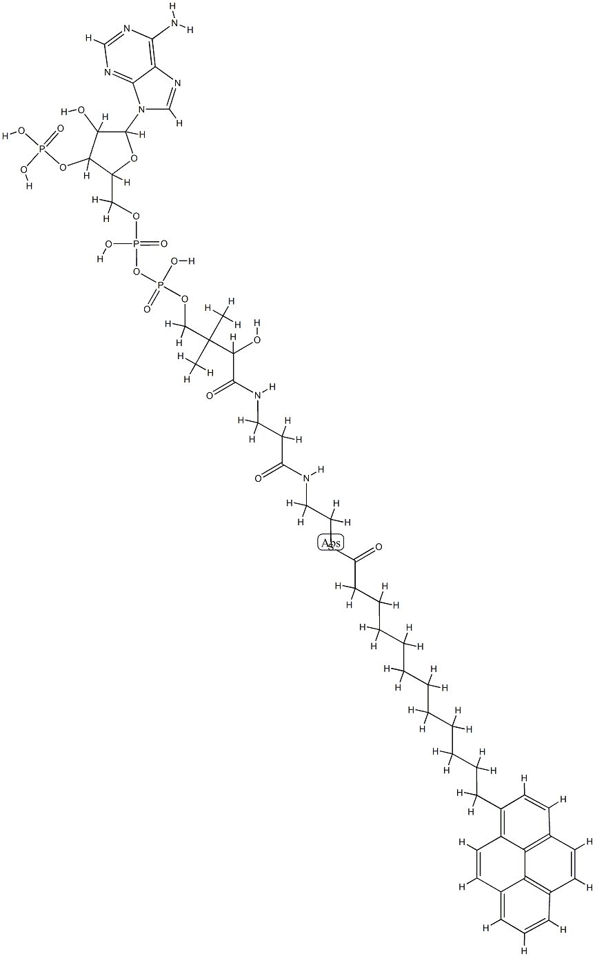 pyrenedodecanoyl-coenzyme A Struktur