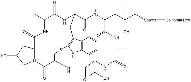 Phalloidin-California Red Conjugate Struktur