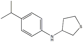 N-[4-(propan-2-yl)phenyl]thiolan-3-amine Struktur