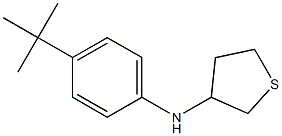 N-(4-tert-butylphenyl)thiolan-3-amine Struktur