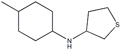 N-(4-methylcyclohexyl)thiolan-3-amine Struktur