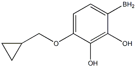 [4-(cyclopropylmethoxy)phenyl]boranediol Struktur