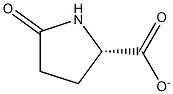 PYROGLUTAMATE Struktur