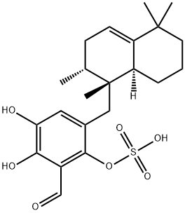 Siphonodictyal D Struktur