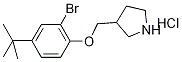 2-Bromo-4-(tert-butyl)phenyl 3-pyrrolidinylmethyl-ether hydrochloride Struktur