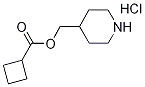 4-Piperidinylmethyl cyclobutanecarboxylatehydrochloride Struktur