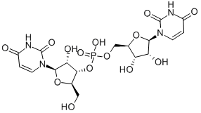 URIDYLYL-(3',5')-URIDINE