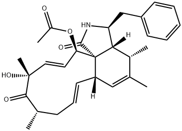 ZYGOSPORING Struktur