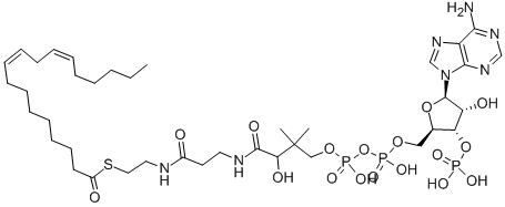 LINOLEOYL COENZYME A Struktur