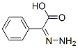 Benzeneacetic acid, alpha-hydrazono- (9CI) Struktur