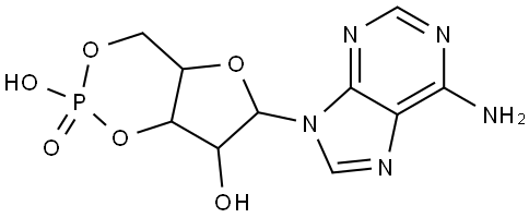 CYCLIC AMP Struktur