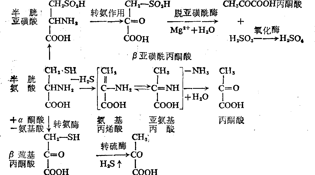 半胱氨酸轉(zhuǎn)變?yōu)楸岬目赡芡緩? /><BR>
由半胱氨酸合成或參與合成的非蛋白質(zhì)含氮化合物，有?；撬帷⒈槎圊€基乙胺，輔酶A及谷胱甘肽。<BR>
參考資料：中國醫(yī)學(xué)百科全書編輯委員會 編;張昌穎 主編.中國醫(yī)學(xué)百科全書·十七 生物化學(xué)。</span></div><div   id=