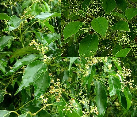 植物樟樹(shù)圖片