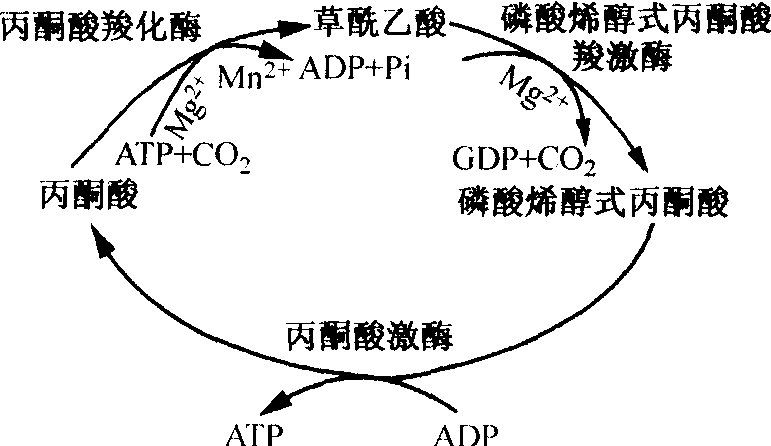 丙酮酸羧化支路反應(yīng)