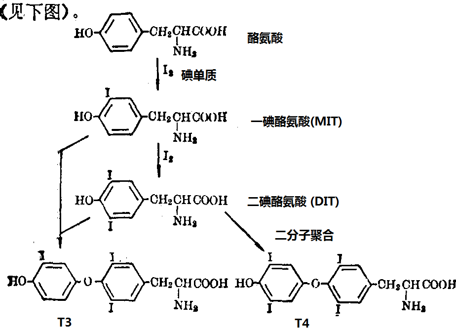 酪氨酸的碘化和T4、T3合成步驟